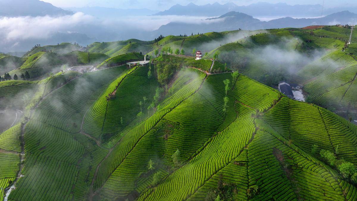 鹤峰:茶山云海如诗如画