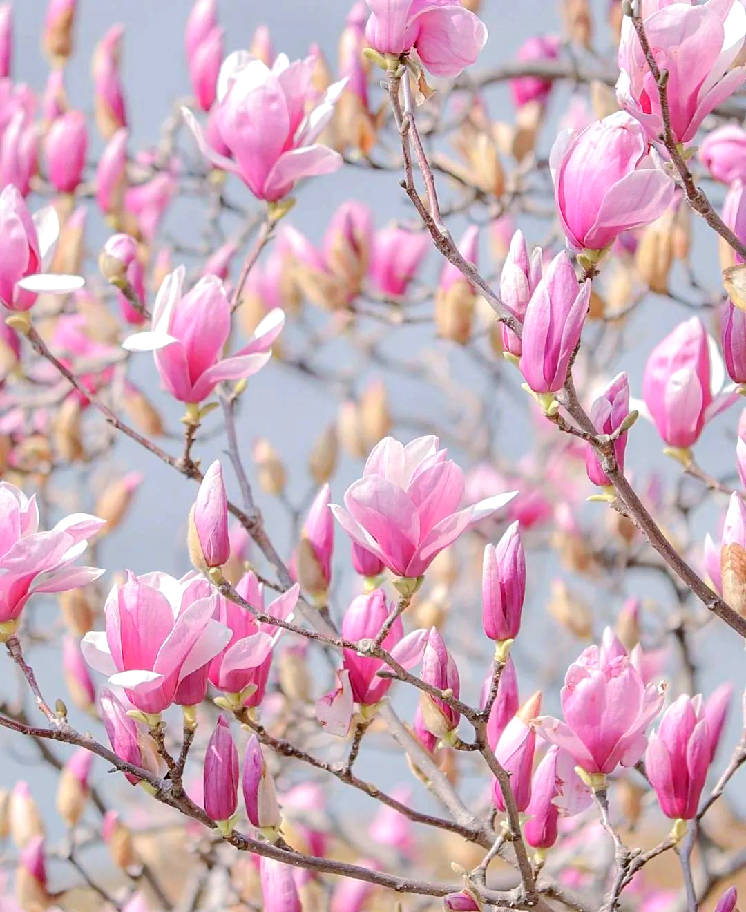 木兰花:平凡中的非凡魅力