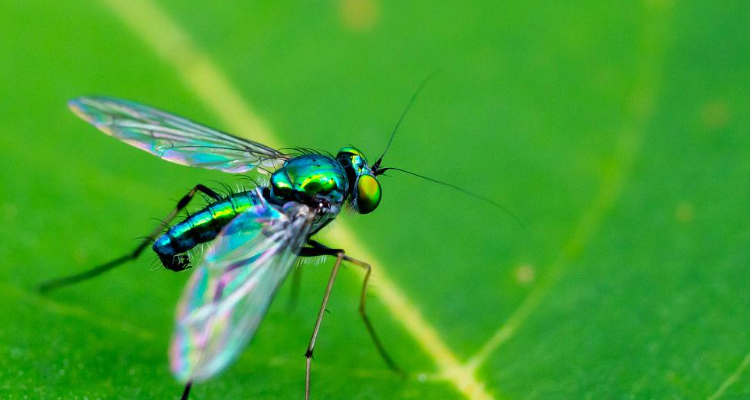 绿色苍蝇是什么品种