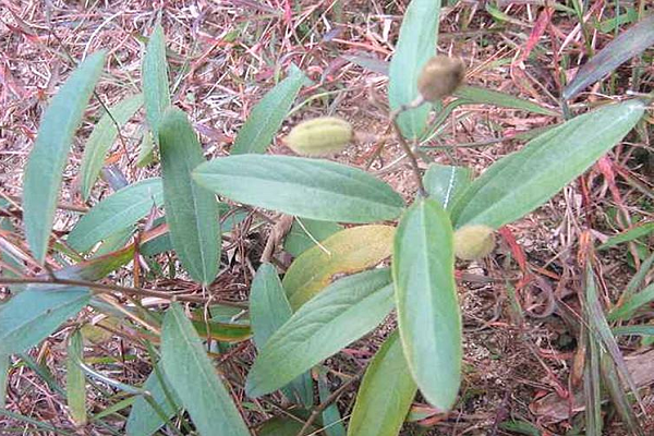 假芝麻是什么草的种子