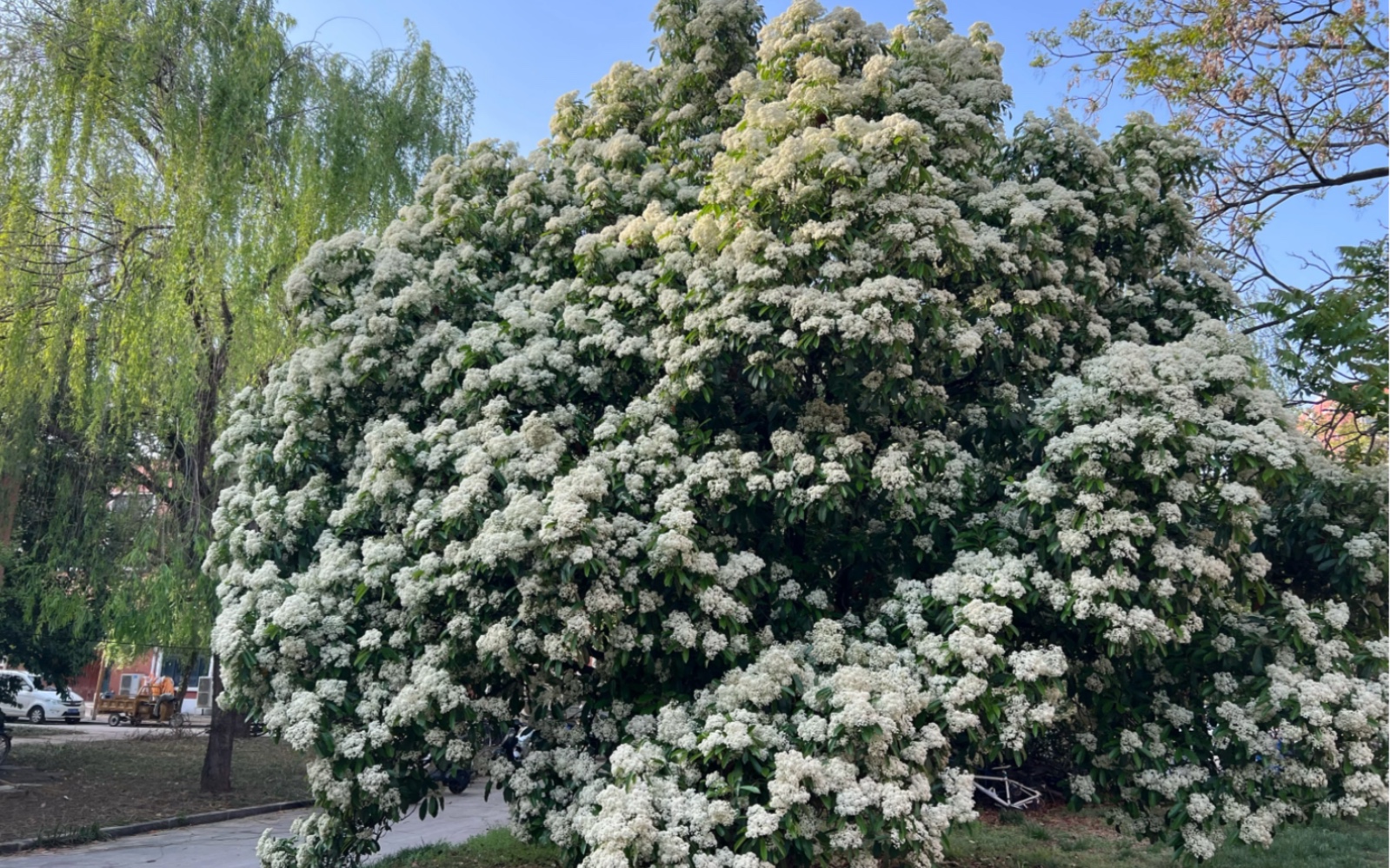 石楠花开了,就问你怕不怕?