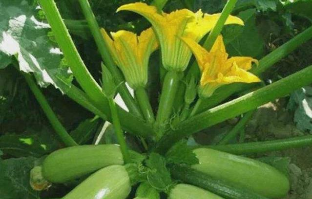 夜开花和西葫芦的区别