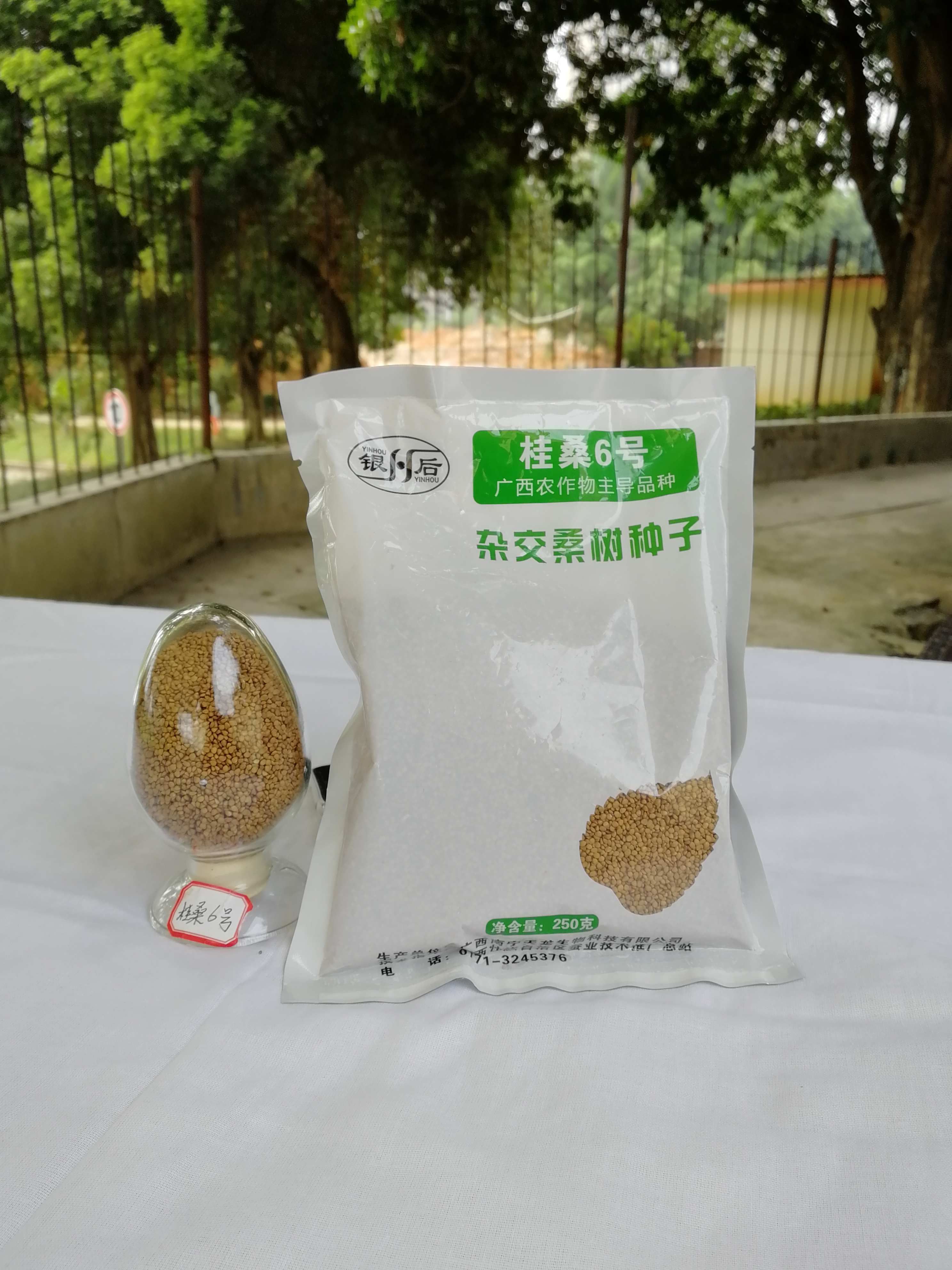 桂桑6号简介-叶片大,抗旱