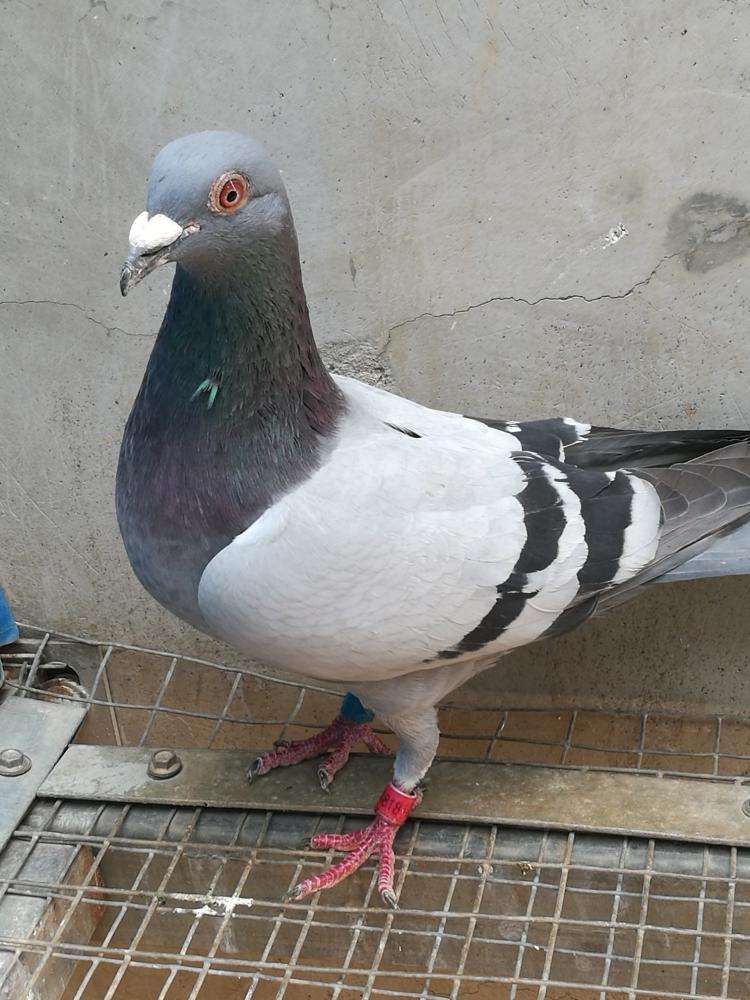 这个情况下,选择幼鸽是最好的做法