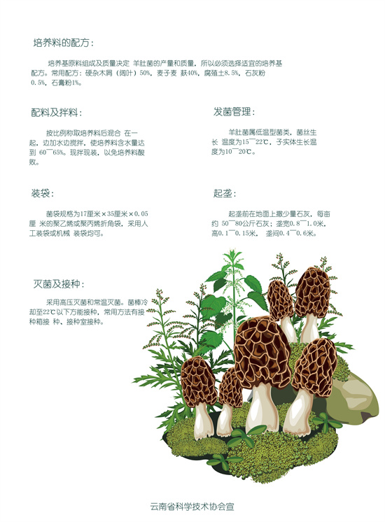 羊肚菌栽培技术