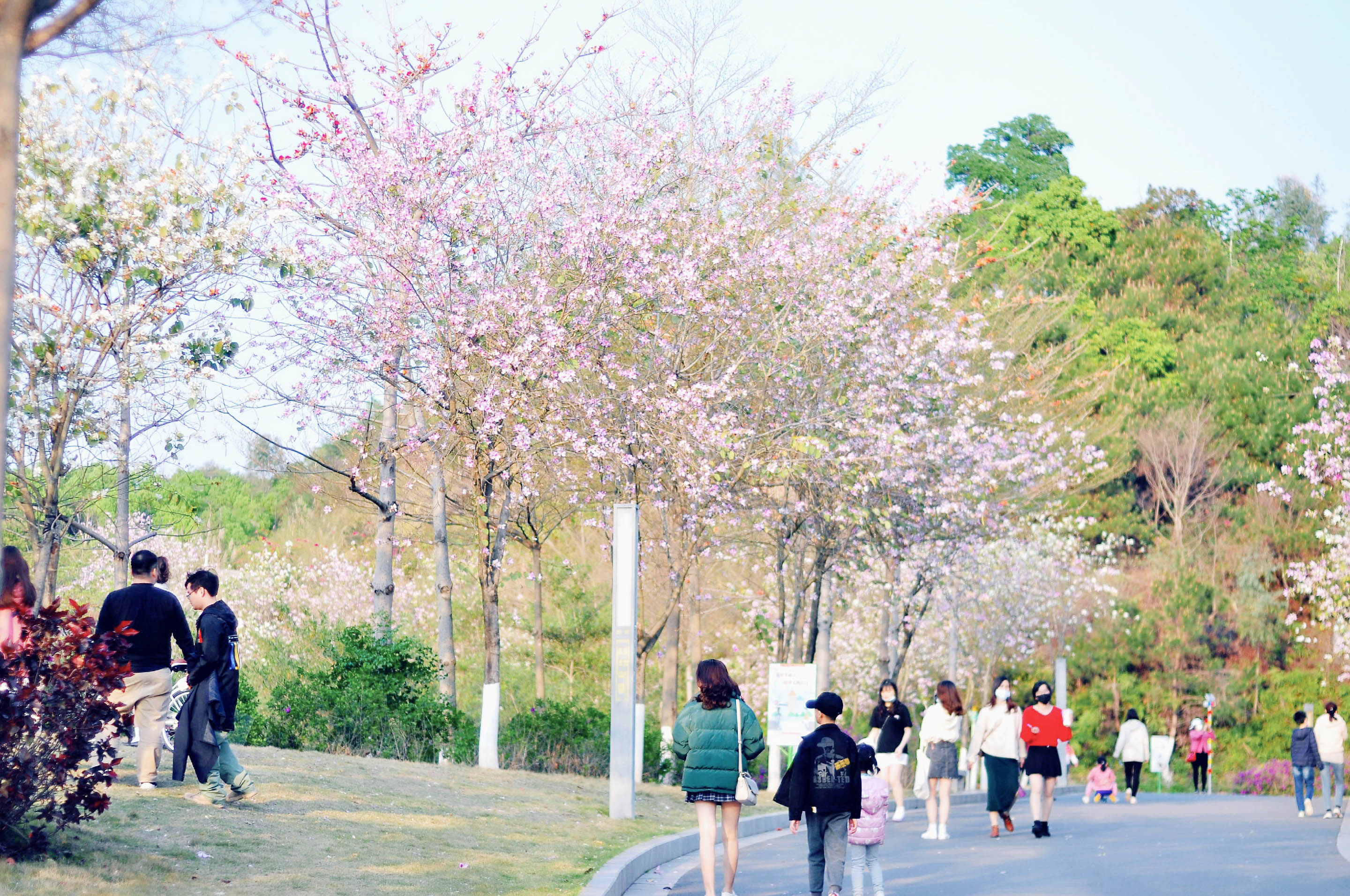 洋紫荆花人像摄影