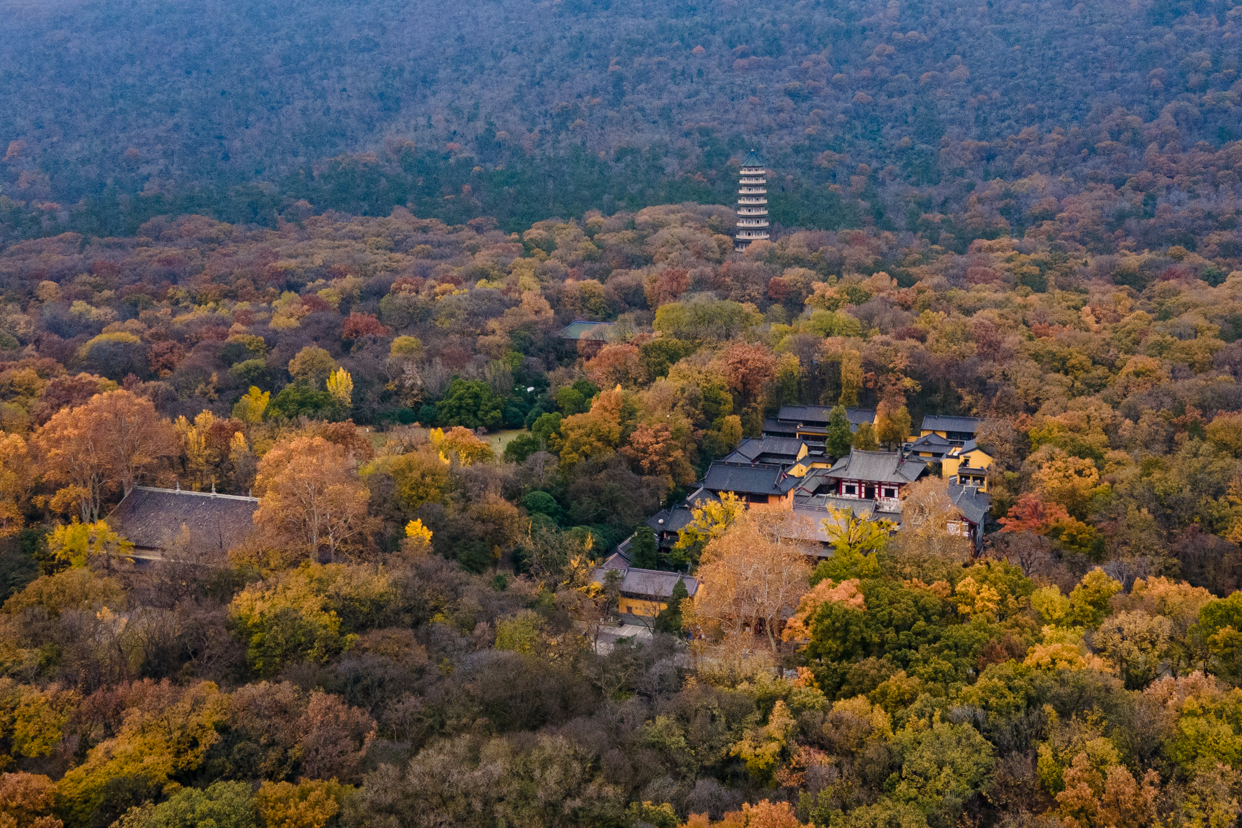 寒冷冬日下的南京灵谷寺秋色,依然那般让人惊艳,景色十分治愈