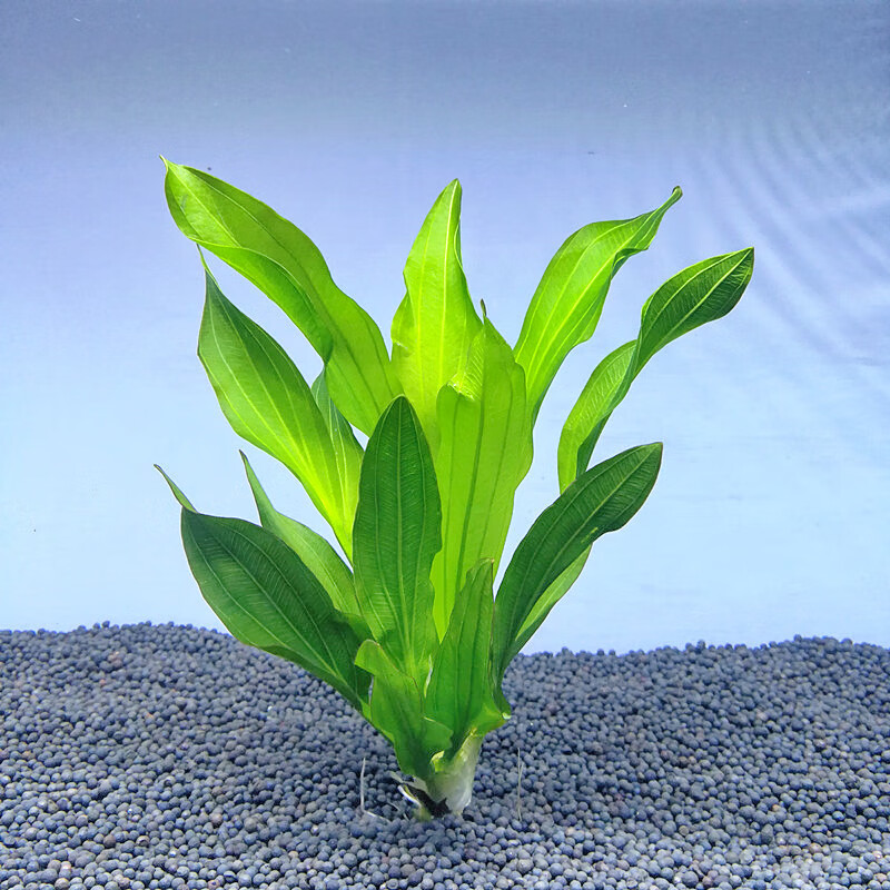 浅谈一下常见水草大叶绿九冠