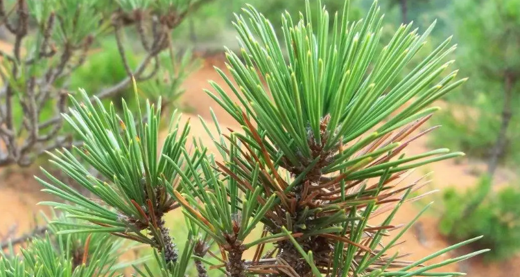 松树像什么的比喻句