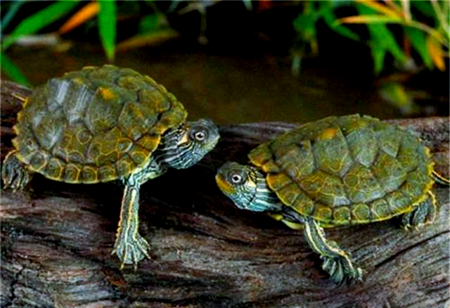 探索德州地图龟:水龟系列中的一种温顺宠物