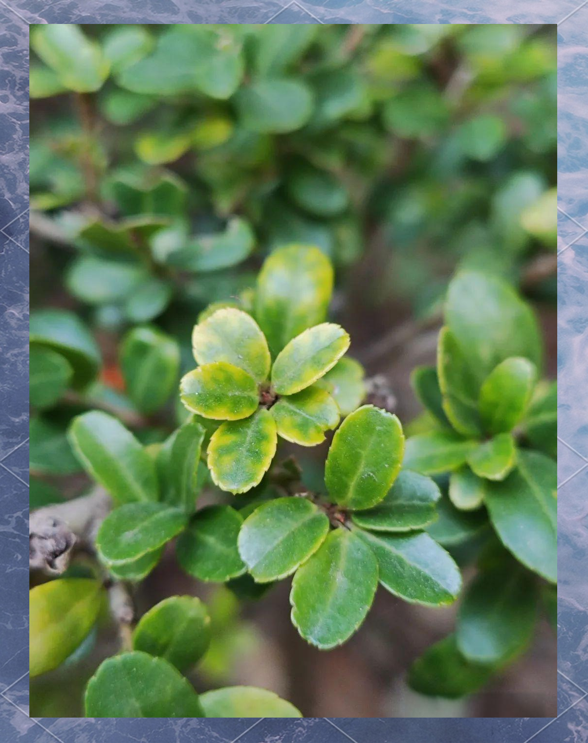 龟甲冬青:常绿小灌木的多样应用与象征意义