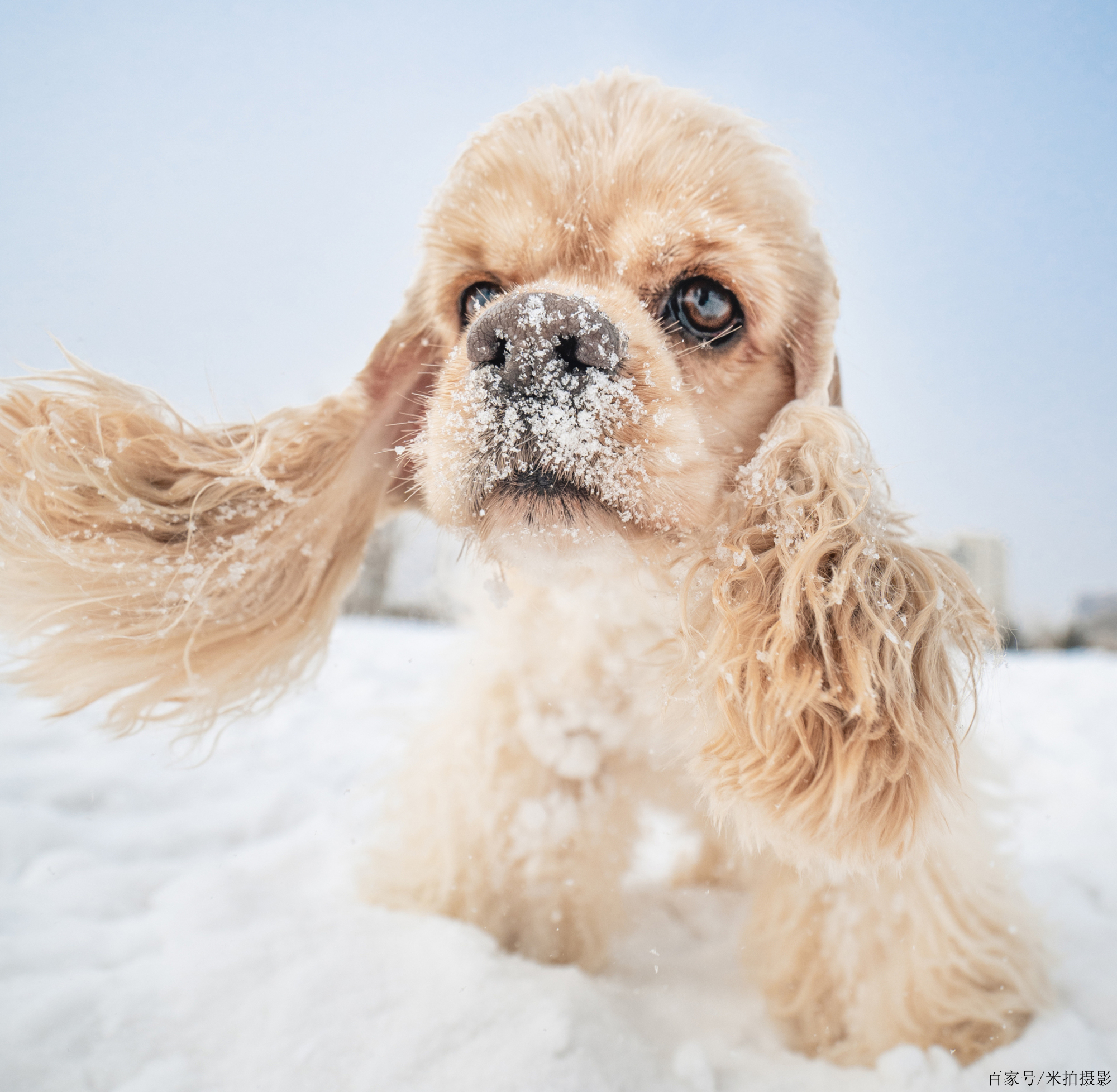 長耳捲毛可卡犬是怎樣成功風靡全球的?