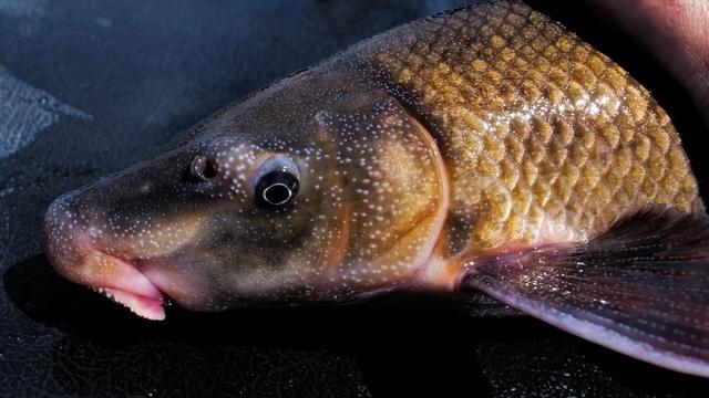 小科普|美国9种鲜为人知的淡水鱼