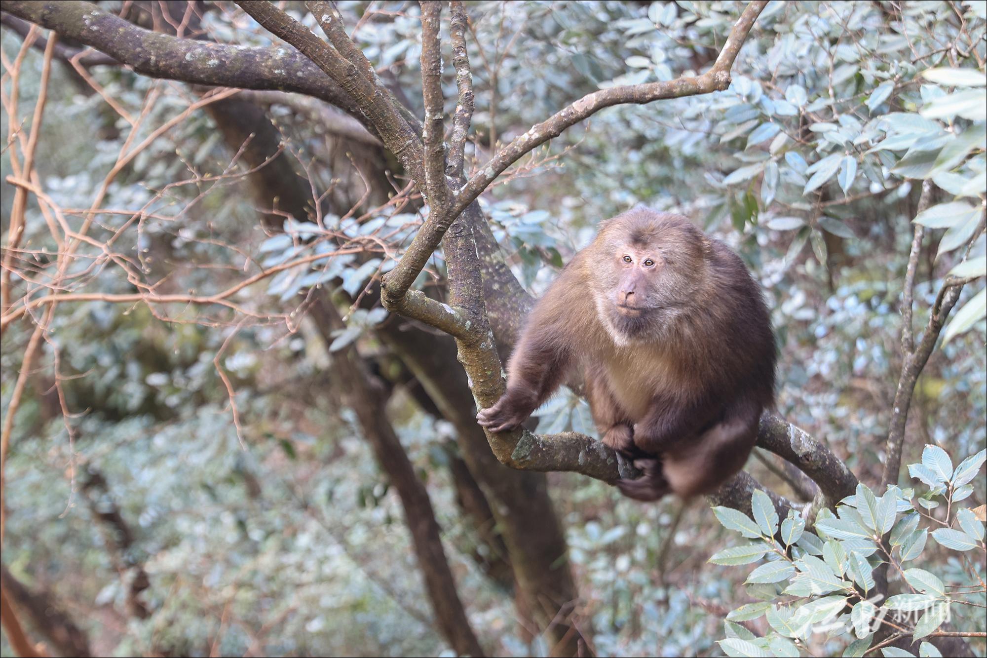 武功山上的短尾猴