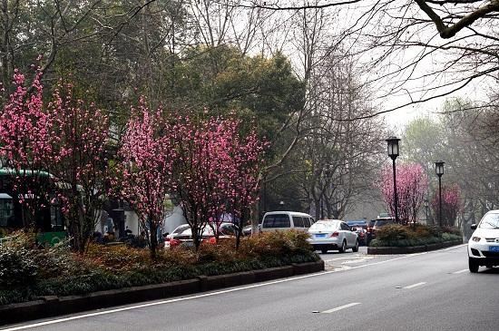 曙光路帚形桃灿烂开放