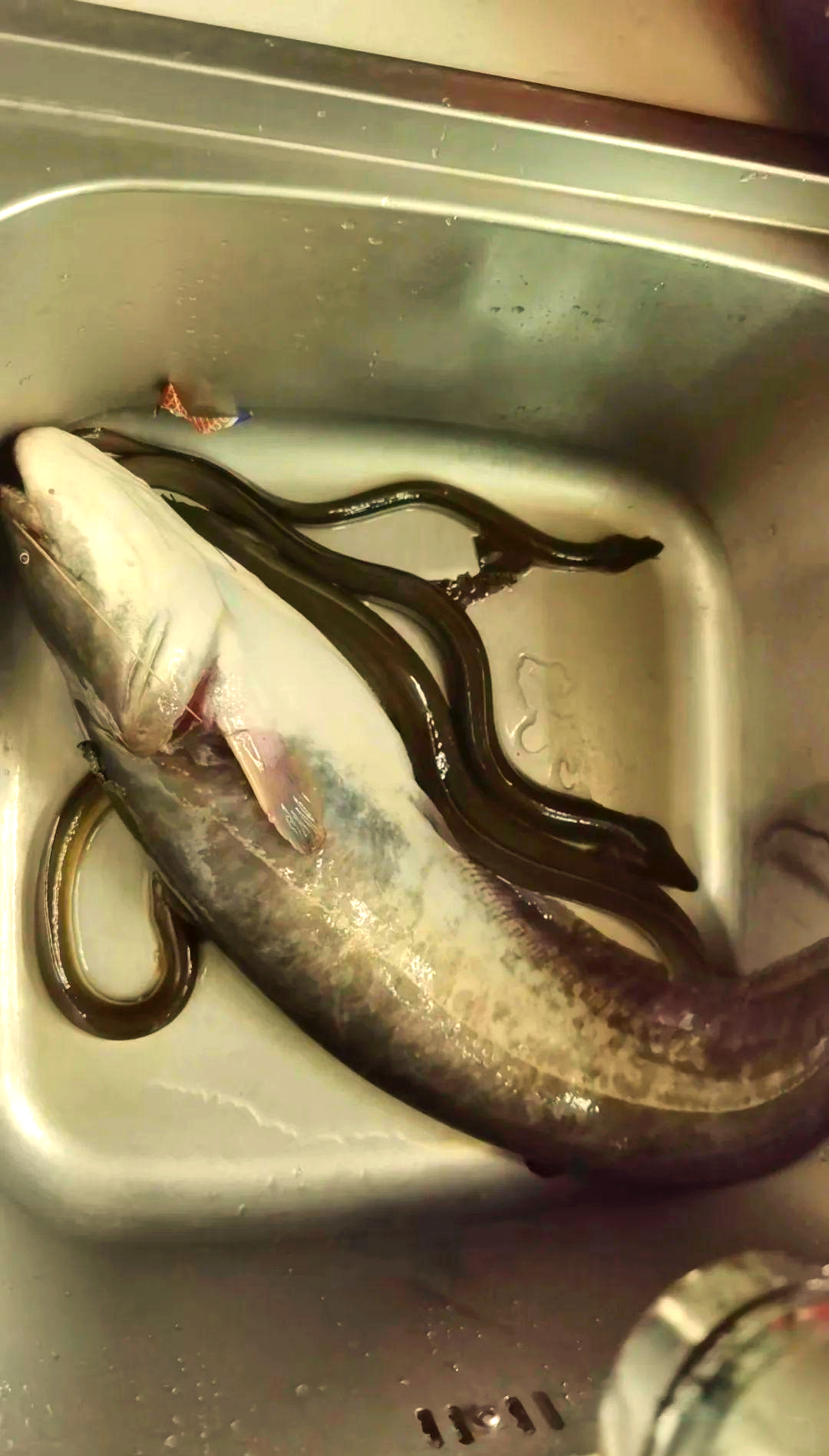 钓友钓获巨大"鲶鱼王",引发鲶鱼生长极限猜测!