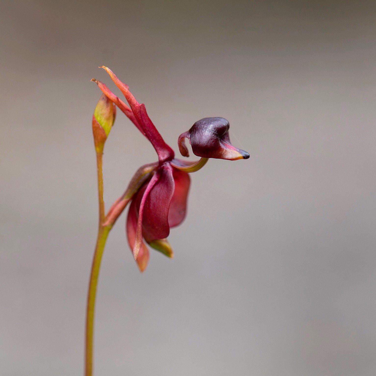飞鸭兰花:家中养护的艰辛与美丽的奖赏