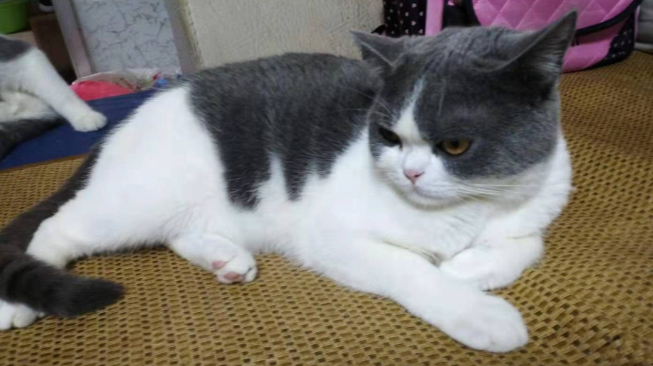 英短蓝白为什么不建议养?