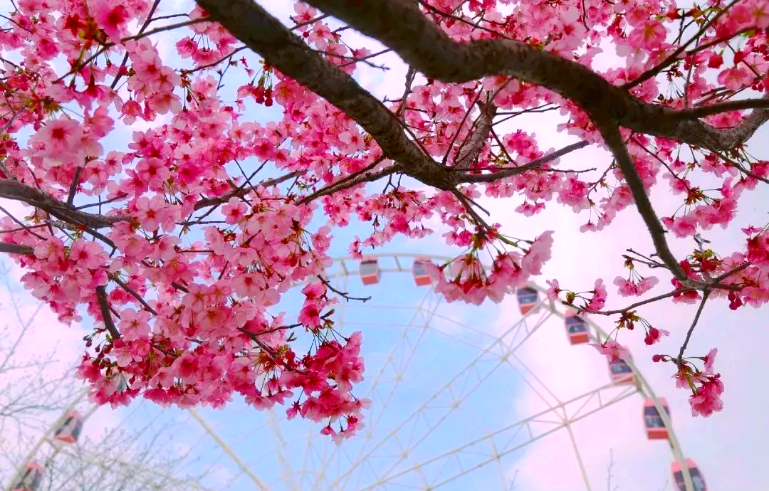 上海樱花节:顾村公园云赏樱全攻略