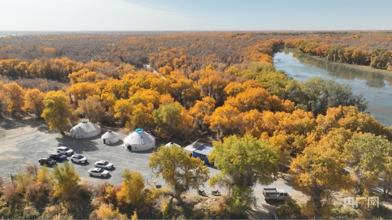 轮台县草湖乡秋日胡杨 吸引八方宾客