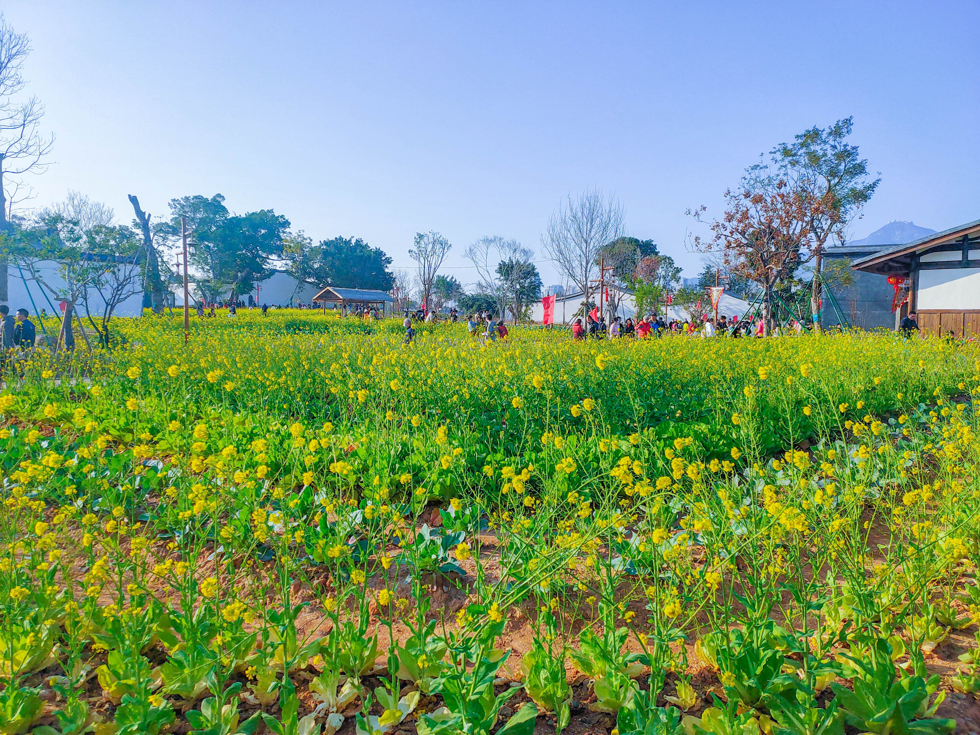 福州梁厝油菜花图片