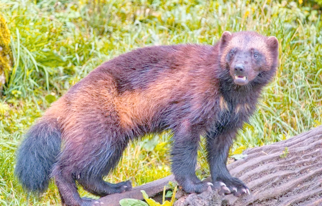 狼獾是一种小型且多变的食肉动物
