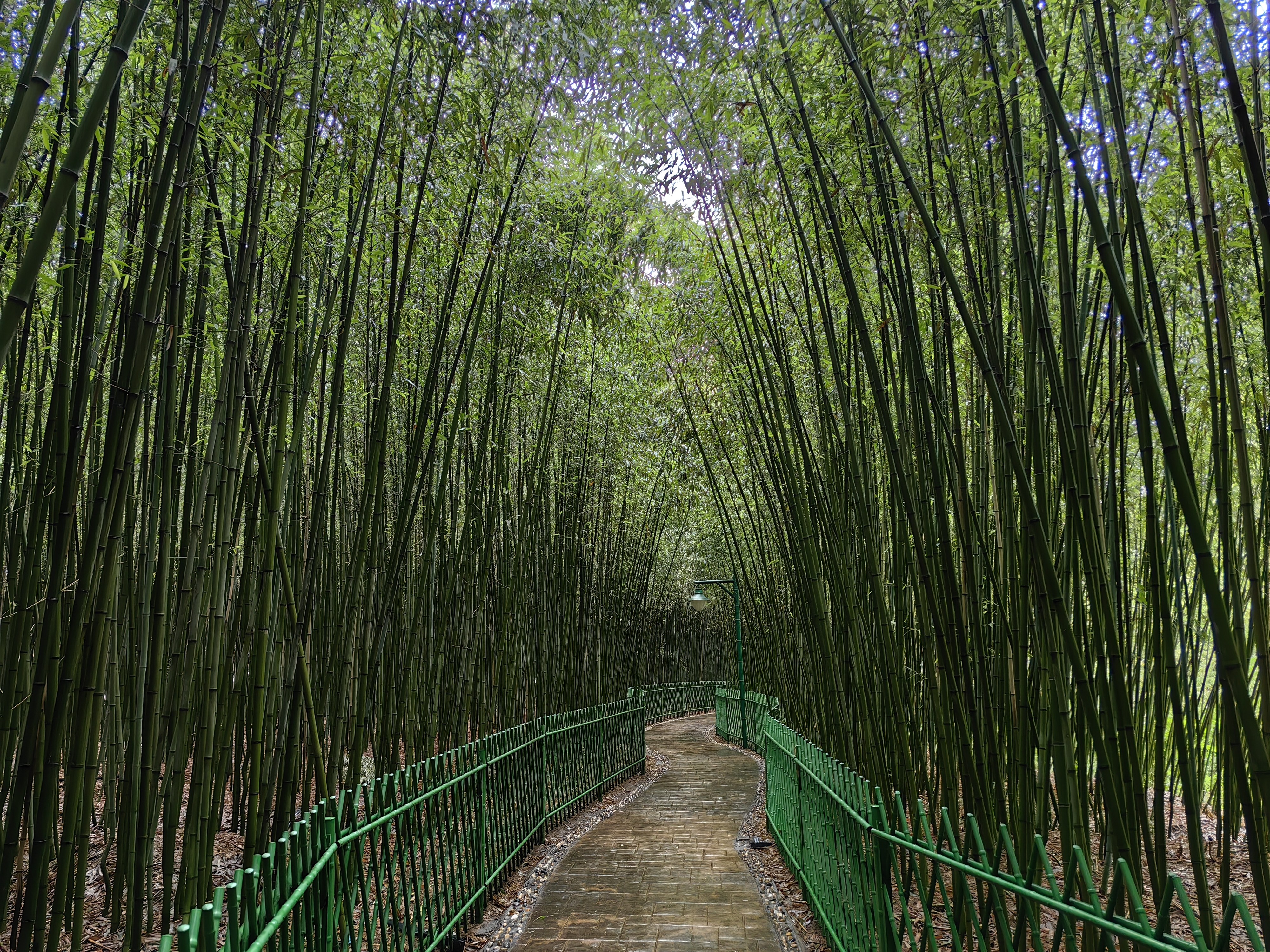 "白茫茫"变"绿油油"——山东聊城竹林修复盐碱地见闻