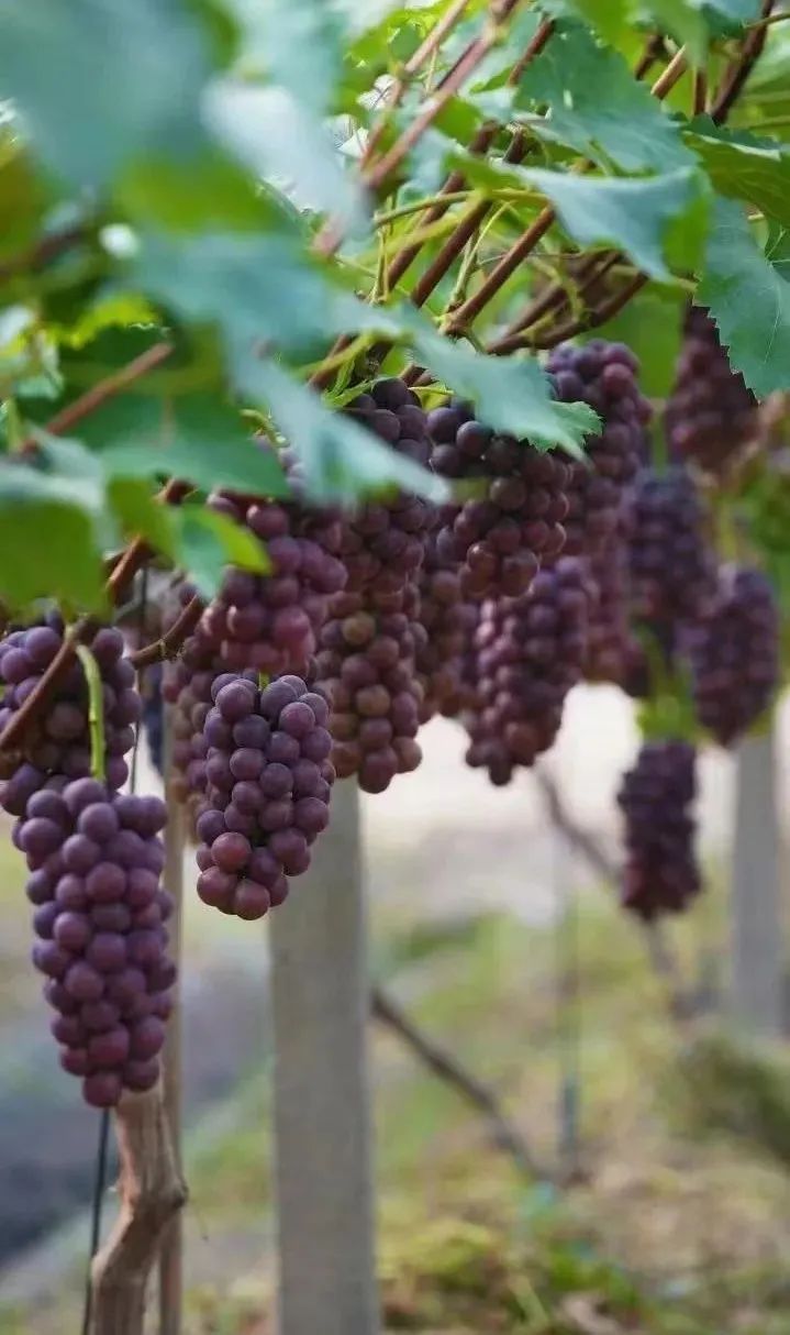 又大又甜!这里的辽峰葡萄熟了