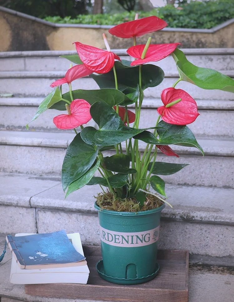 多种吉祥花卉,客厅摆放增添雅致与好运!