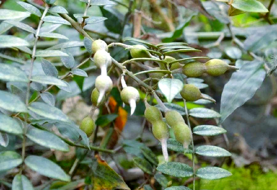 山豆根:传统中药材的多重功效与应用