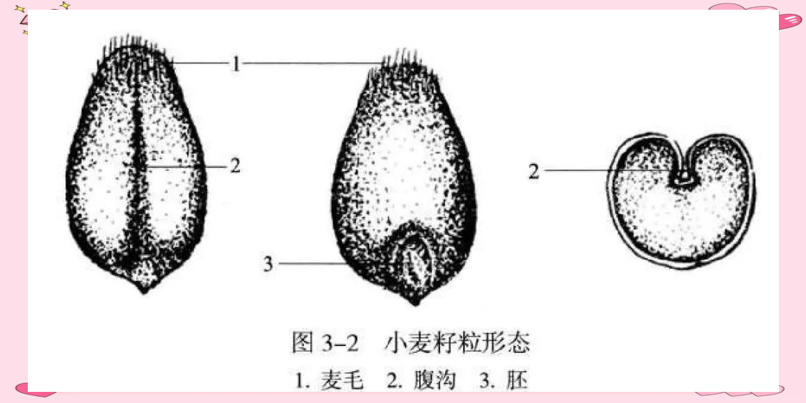 小麦籽粒的形态特征与内部构造详解