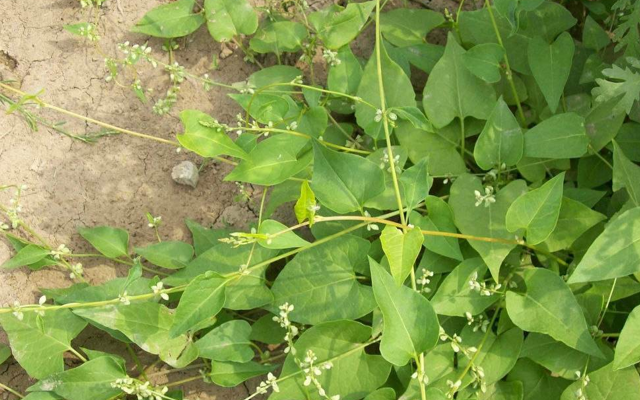 此为"千年草",寿命越长价值越高,农村见到,尽量珍惜