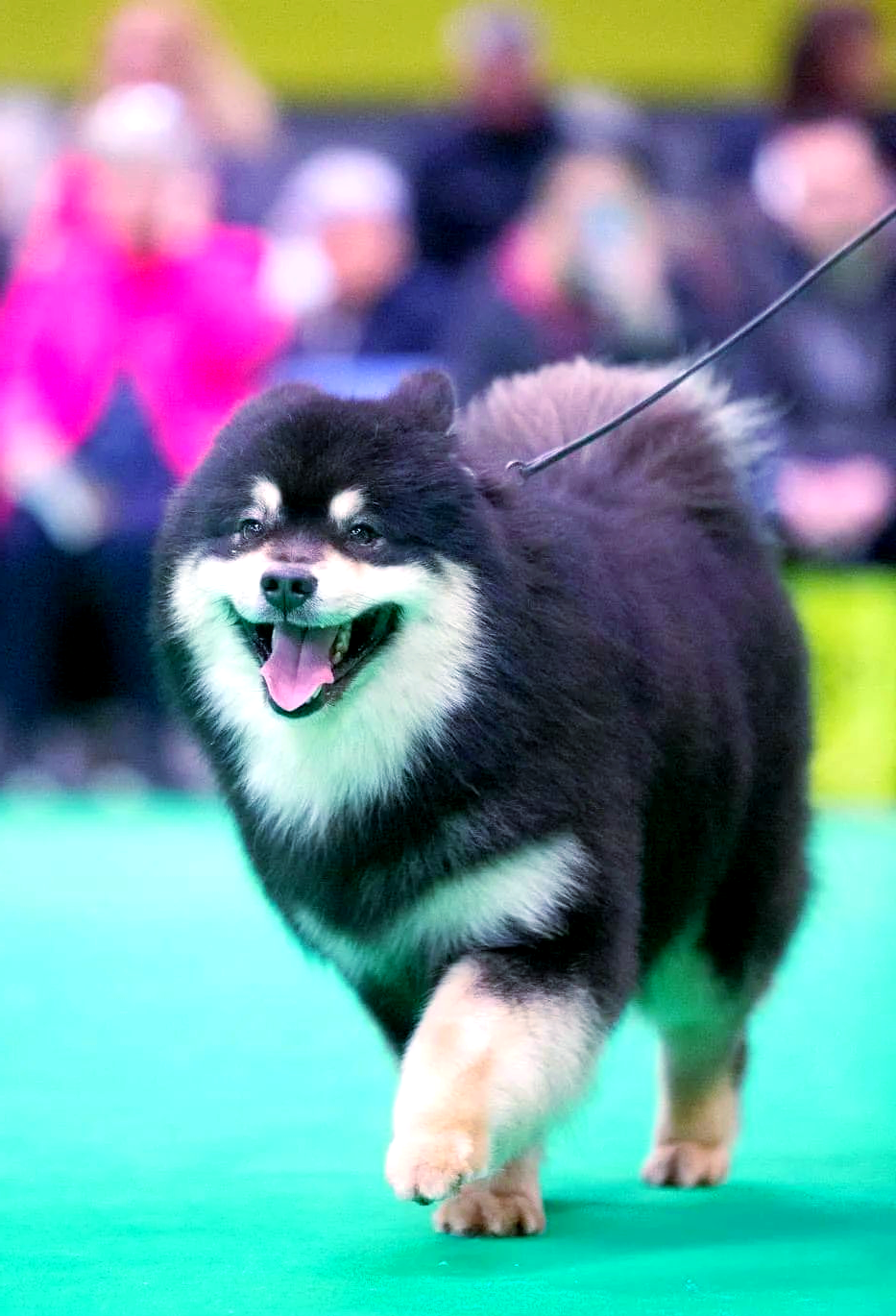 芬兰拉普猎犬:极地环境下的全能狗狗,介绍给圣诞老人吧!
