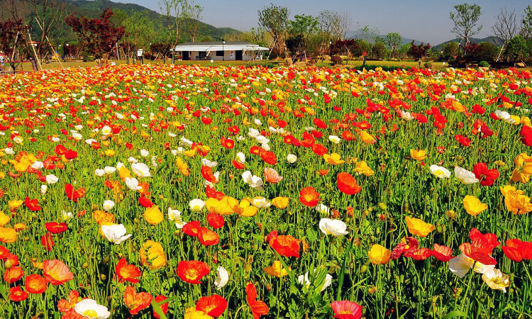 千里花是什么花