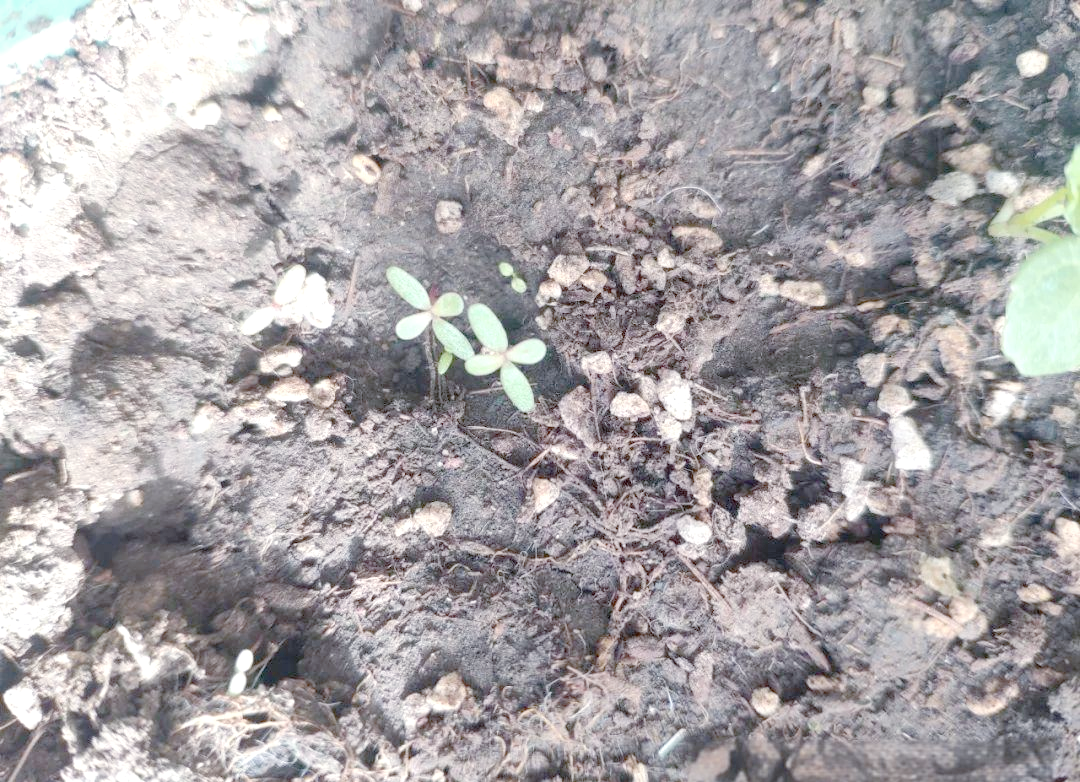 自然笔记:马齿苋种子的奇迹,展现生命的奋斗与辉煌