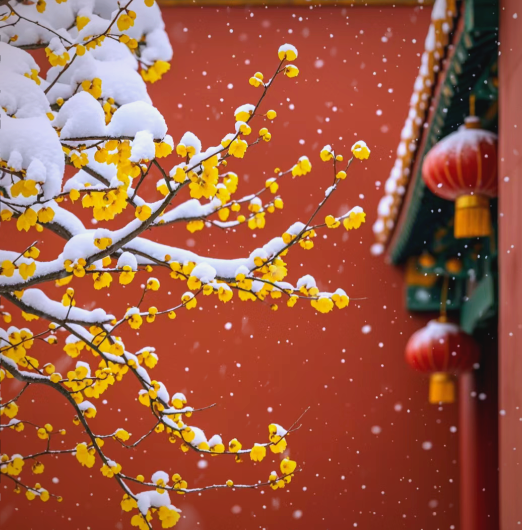 冬日腊梅绽放,传递生机与温暖