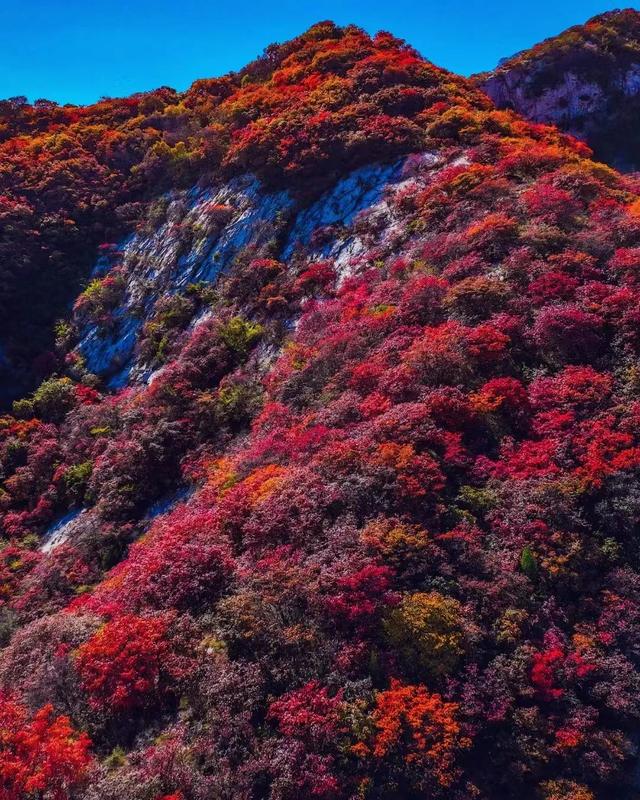 层林尽染秋意浓,淄博的秋天,红了