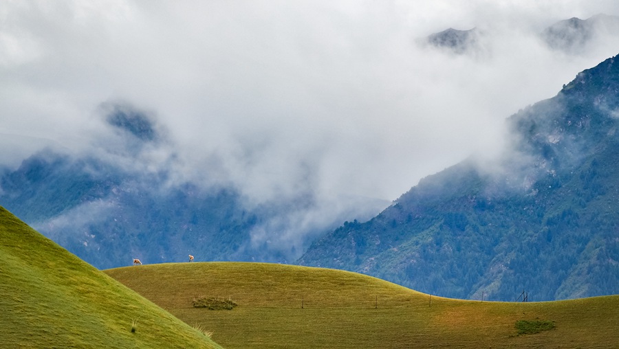 夏日祁连山绿草茵茵牧歌悠扬