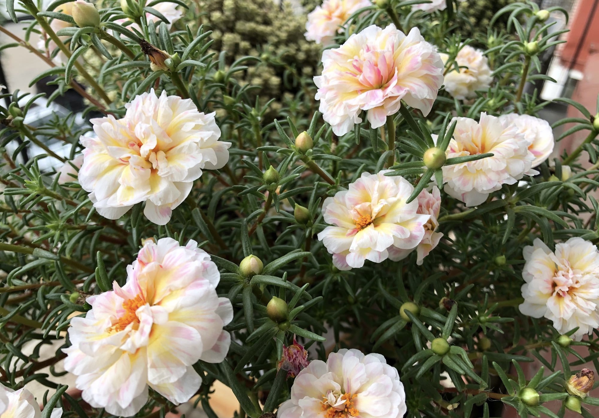 重瓣太阳花"西域粉",美丽又好养,夏季也爆盆,三季能赏花