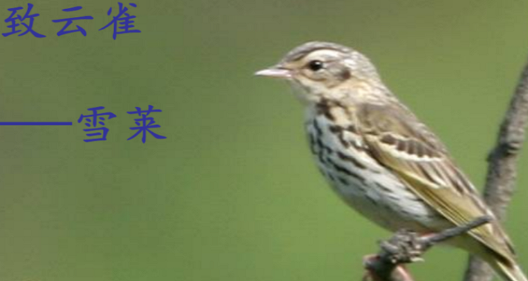 致云雀每节赏析
