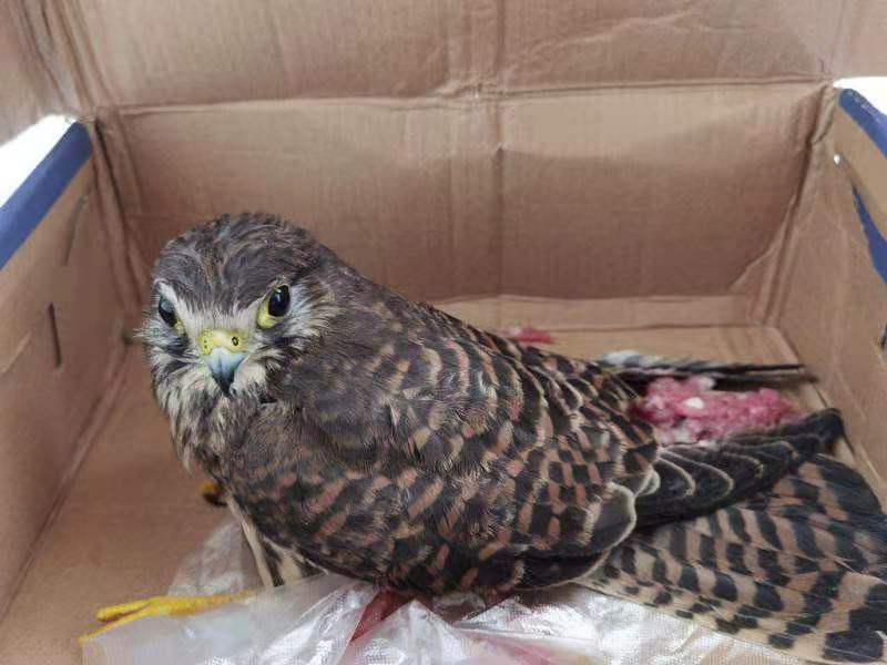 幼猎隼受伤跌落农家院中 盐城阜宁警民联手救治 待伤愈后放归