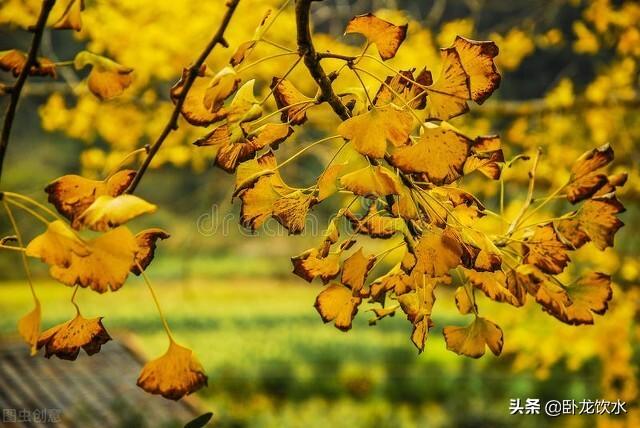 银杏别名公孙树.又因叶子呈扇形,看起来像鸭子的脚,也叫鸭脚树