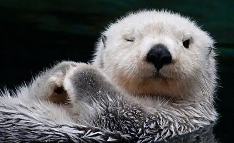 海獭:会使用工具的海兽,聪明的它们需要我们共同的保护