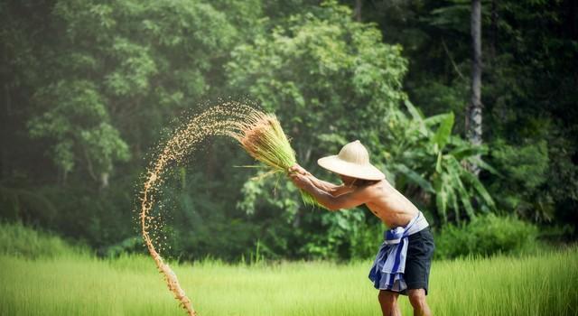 癞汉指头在农田里睡觉的父亲图片露背的农夫农村庄稼汉照片种草的搞笑