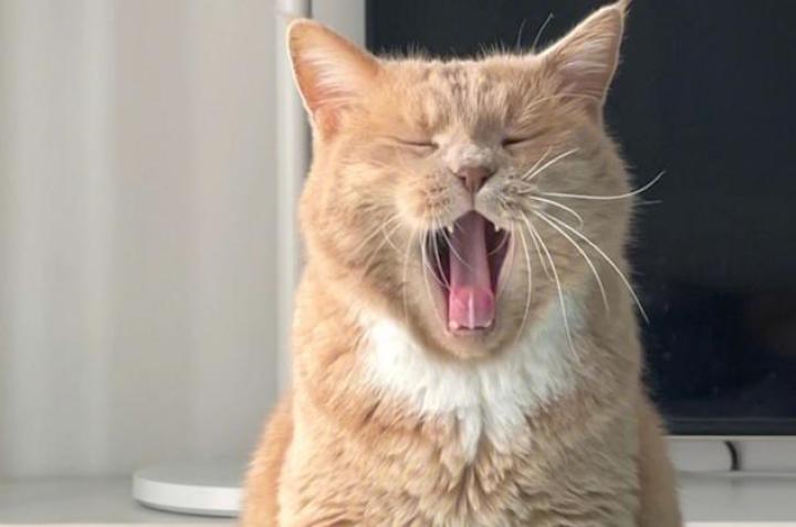猫打哈欠就是因为困了嘛?