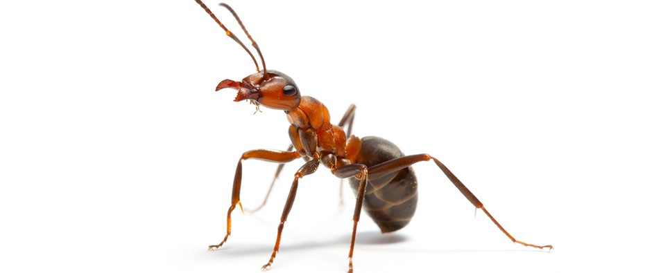 蚂蚁是怎么呼吸的?