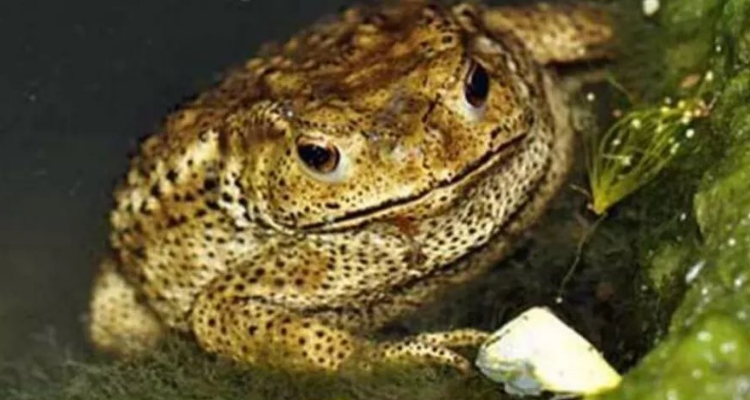 赖哈蟆又叫蟾蜍吗