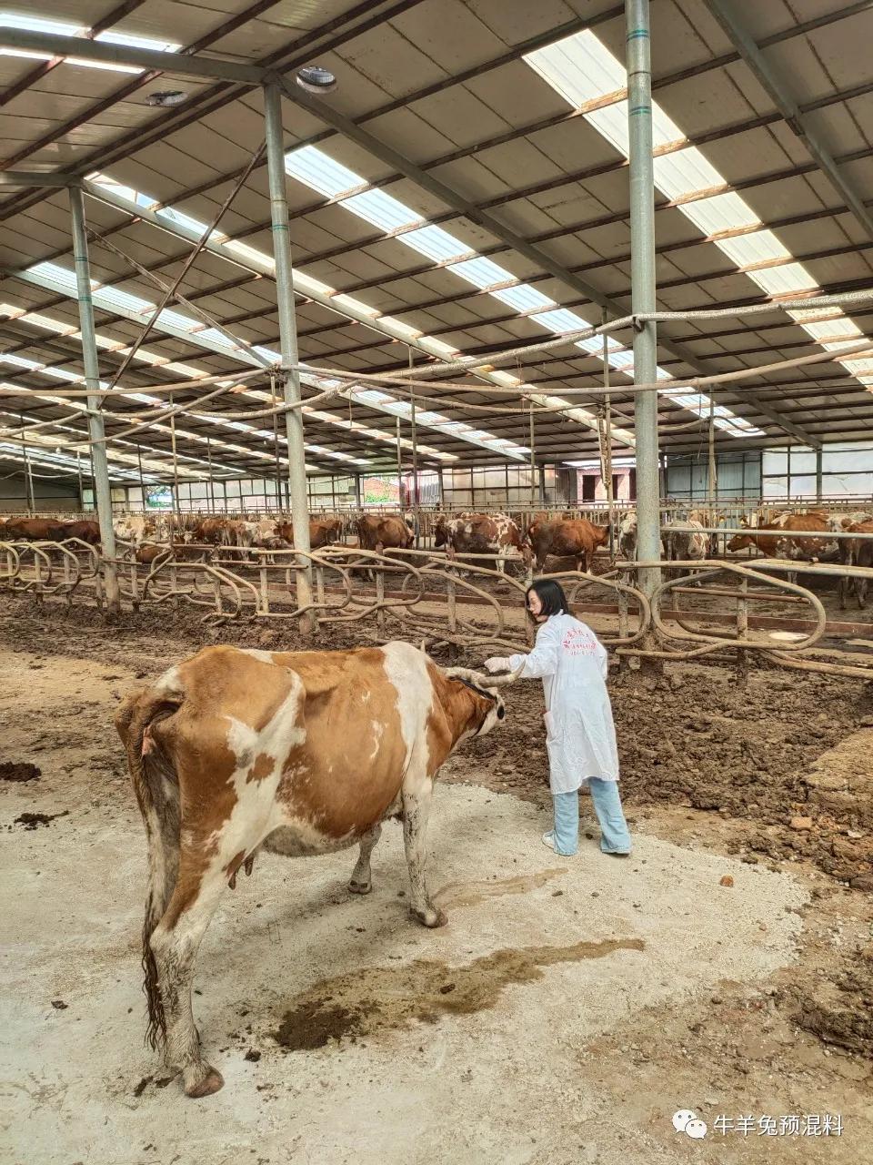 瘤胃取铁给牛打针输液看泽牧久远把技术服务送到一线