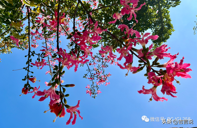 攀枝花的花,攀枝花的夜,攀枝花又有一种新资源