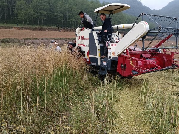 屏邊縣首臺油菜聯合收割機